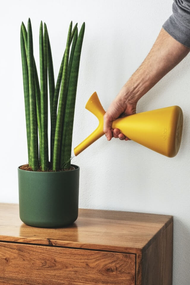 plants-shop-product-gallery-img-9 Euphorbia Ingens - Image 2